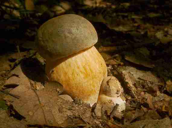  Image name: 295 Porcino.jpg 
 width: 570 pixel 
 height: 427 pixel 
 Size: 14673 bytes 
 Click to enlarge 